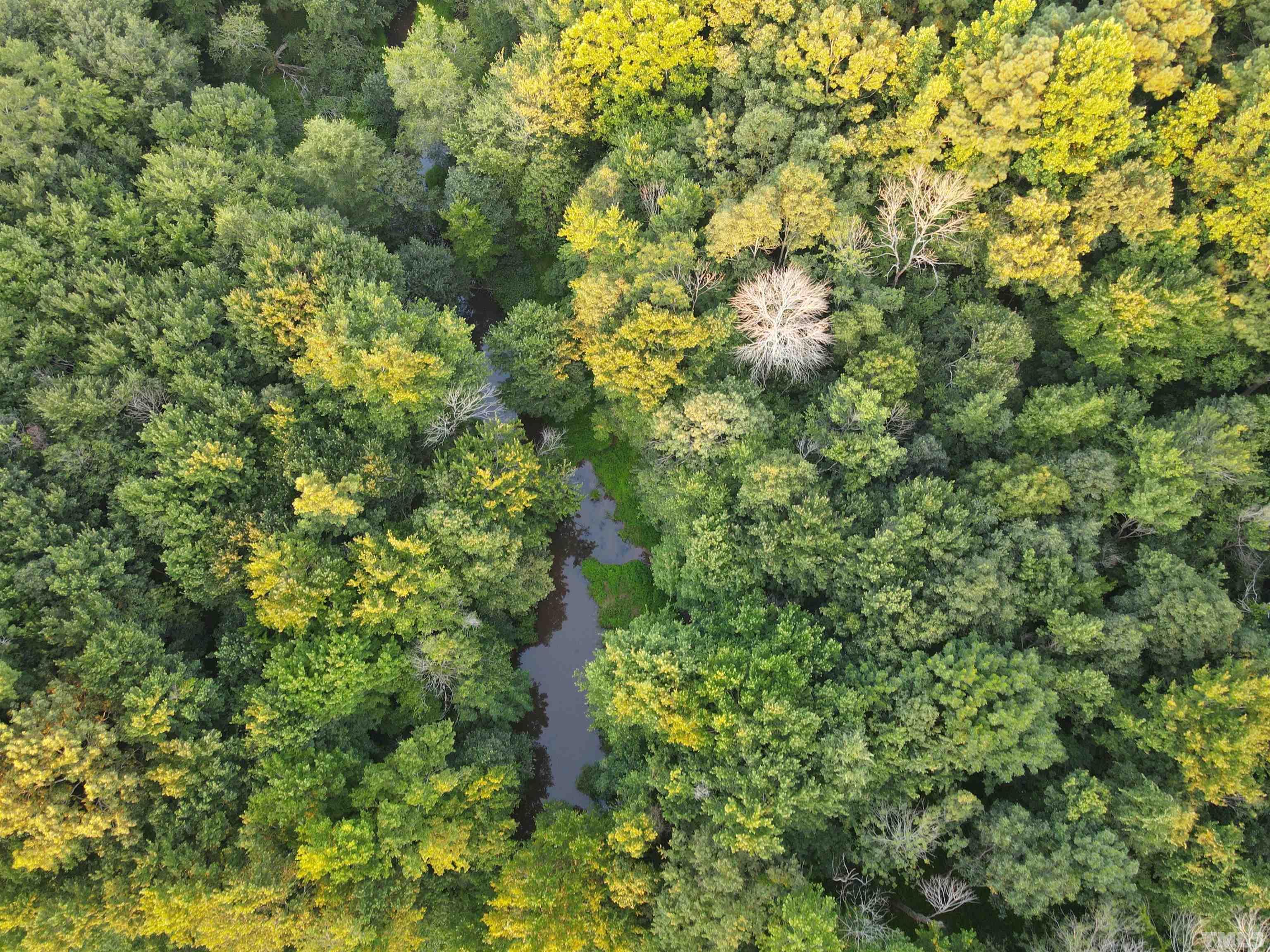 Eatmon Road Zebulon, NC 27597 - Photo 24 of 26 a view of a forest with a tree