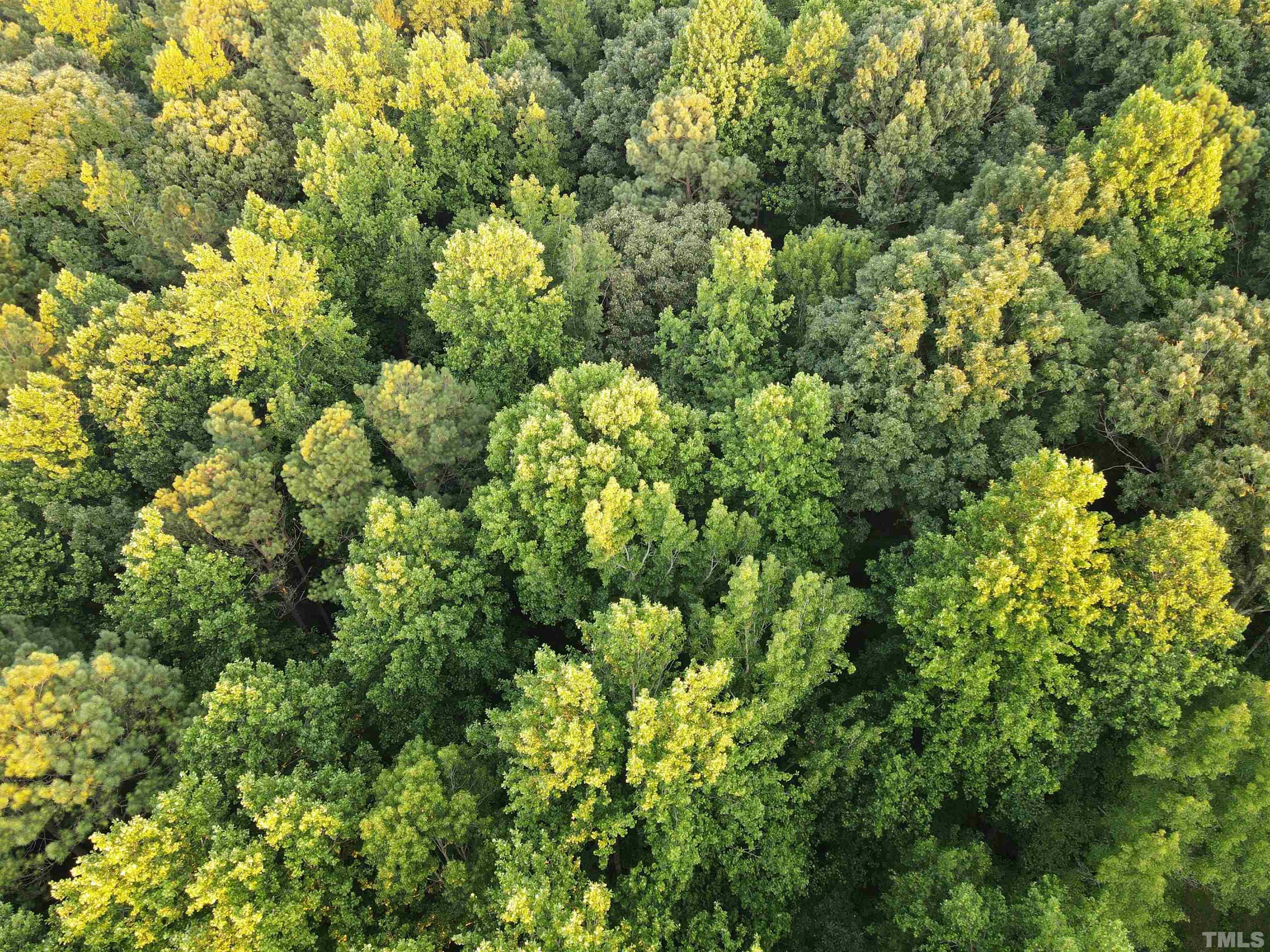 Eatmon Road Zebulon, NC 27597 - Photo 25 of 26 a view of a lush green forest with lots of trees