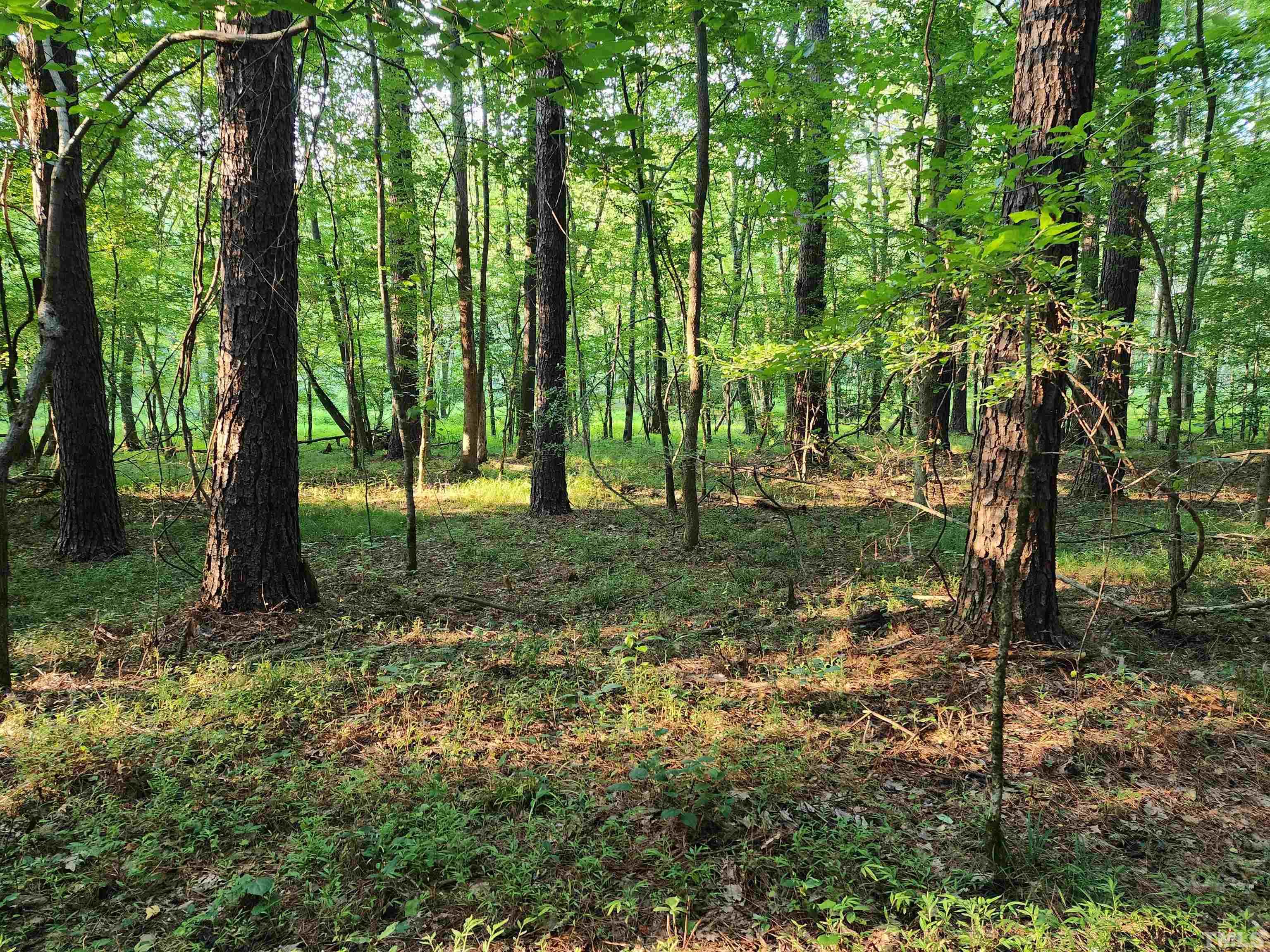 Eatmon Road Zebulon, NC 27597 - Photo 6 of 26 a view of outdoor space with trees