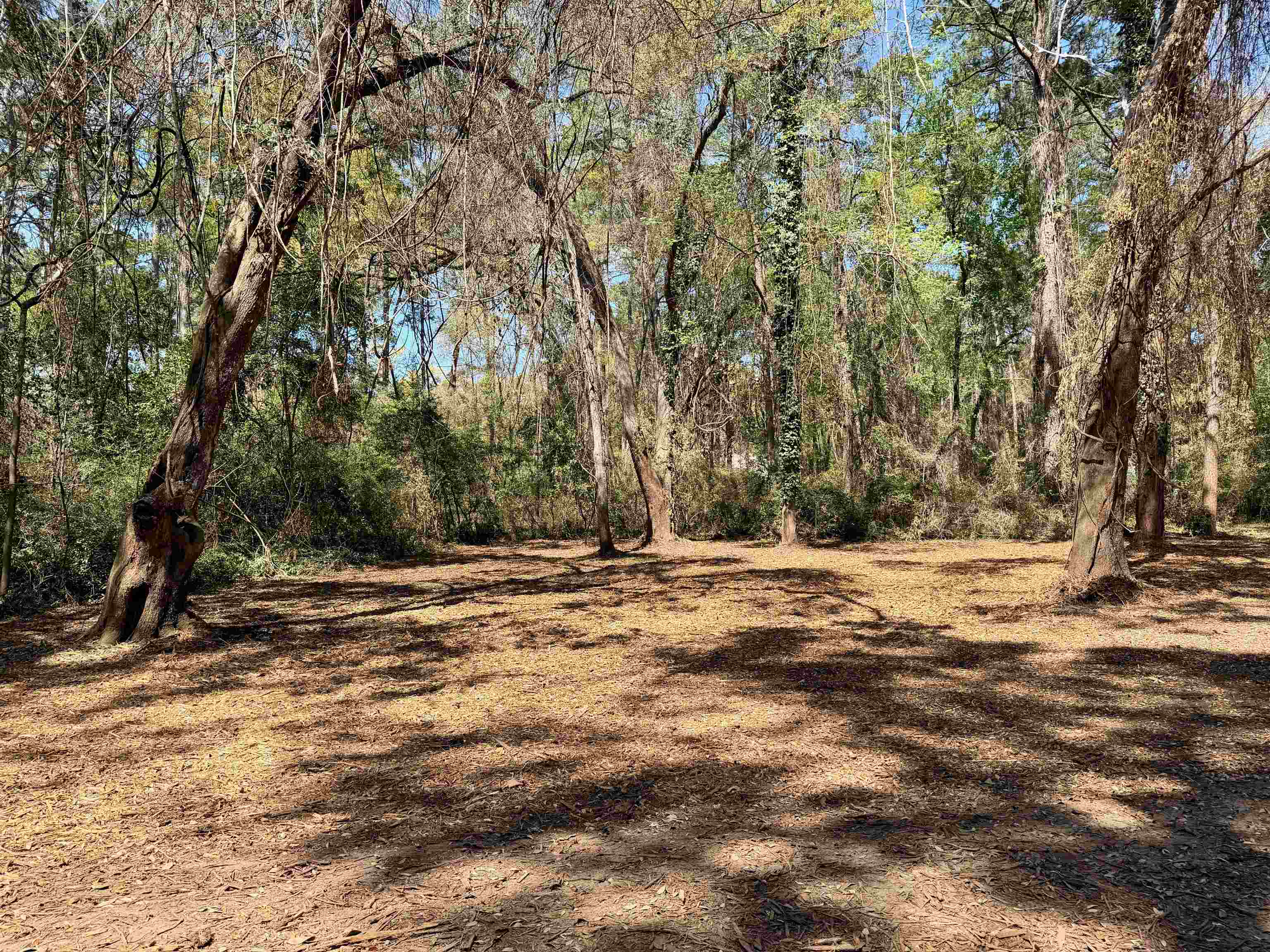 241 Old Dirt Road Tallahassee, FL 32317 - Photo 12 of 41