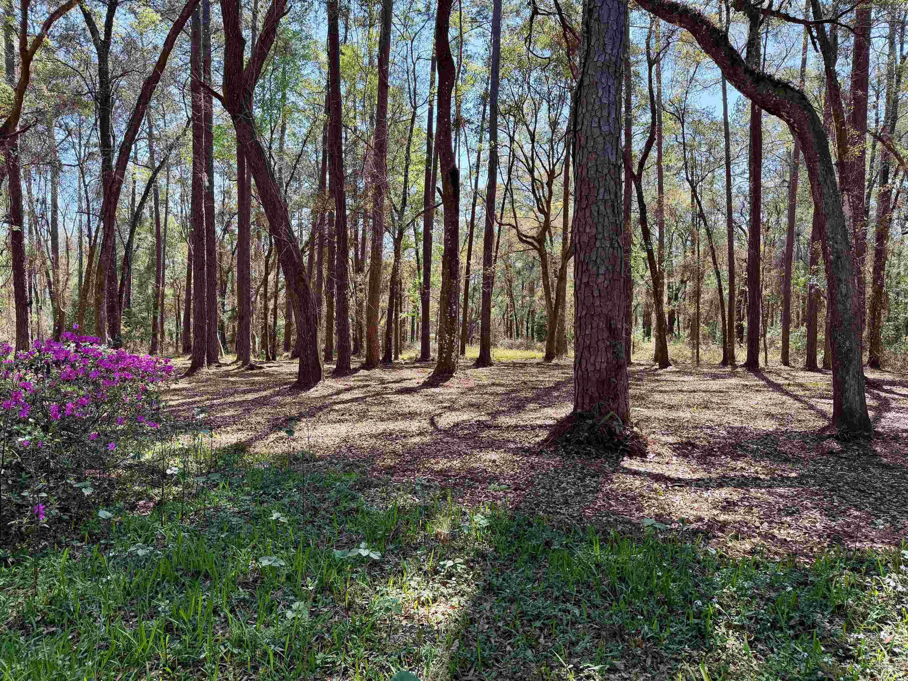 241 Old Dirt Road Tallahassee, FL 32317 - Photo 17 of 41