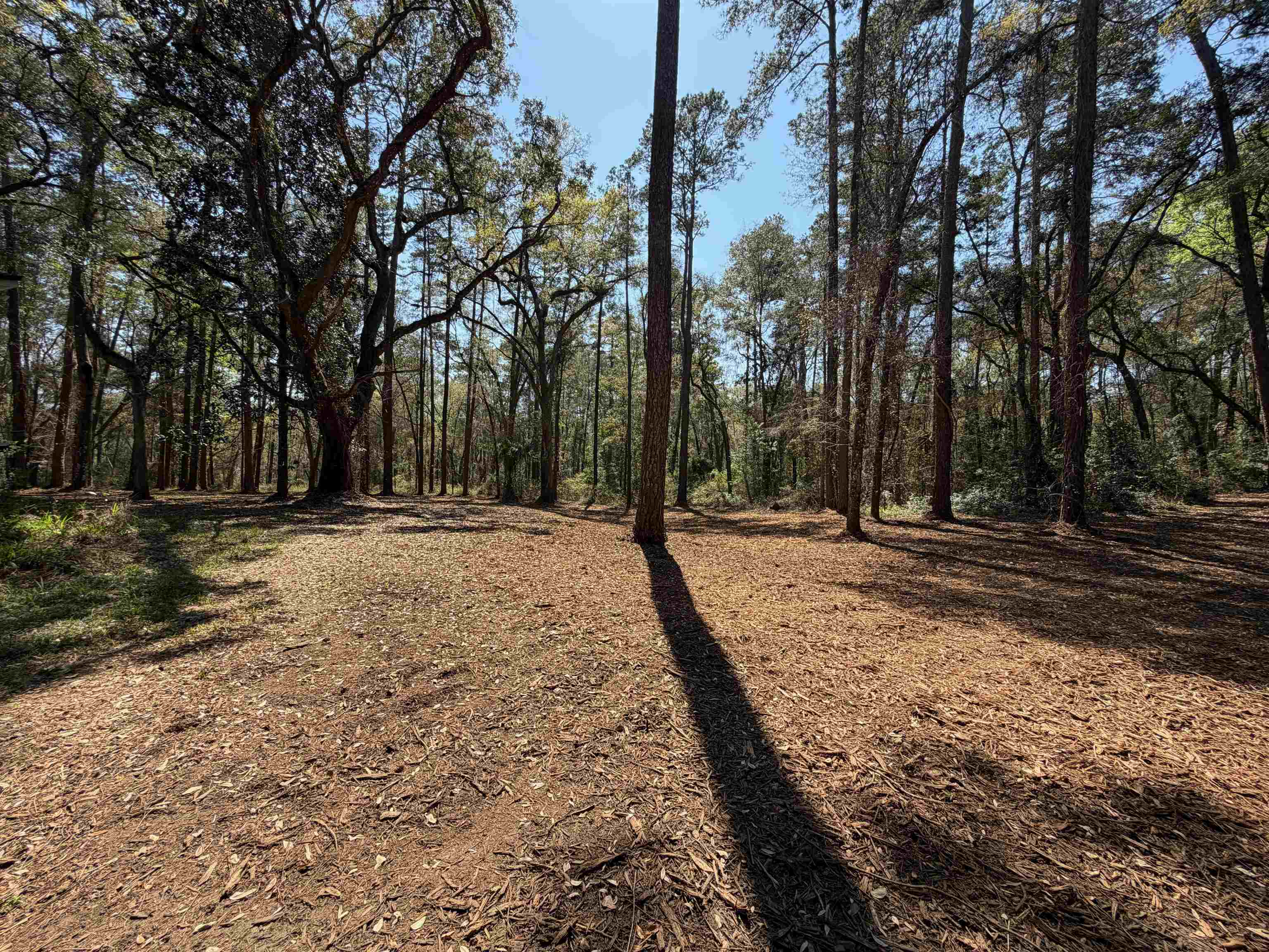 241 Old Dirt Road Tallahassee, FL 32317 - Photo 2 of 41