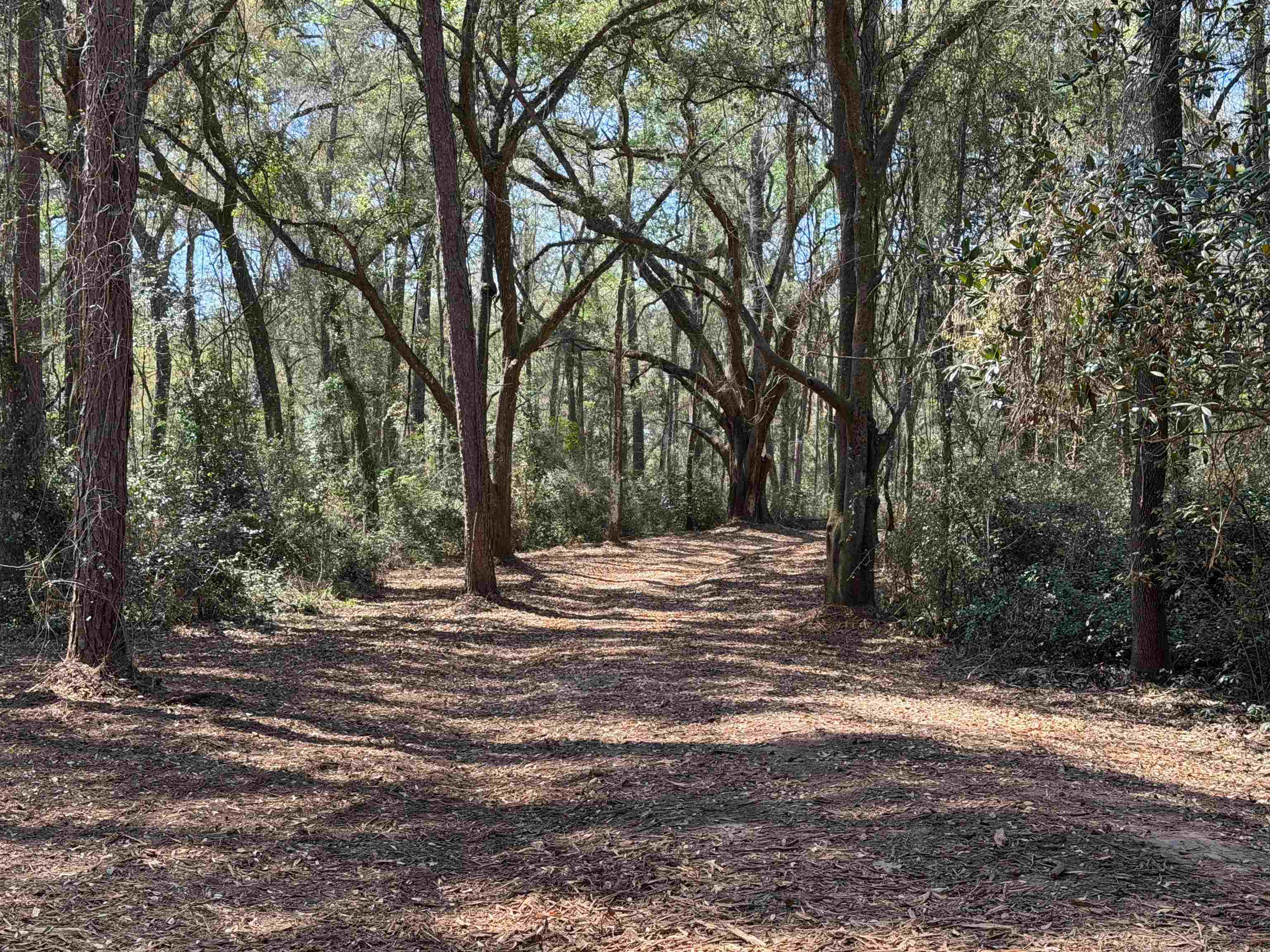 241 Old Dirt Road Tallahassee, FL 32317 - Photo 3 of 41