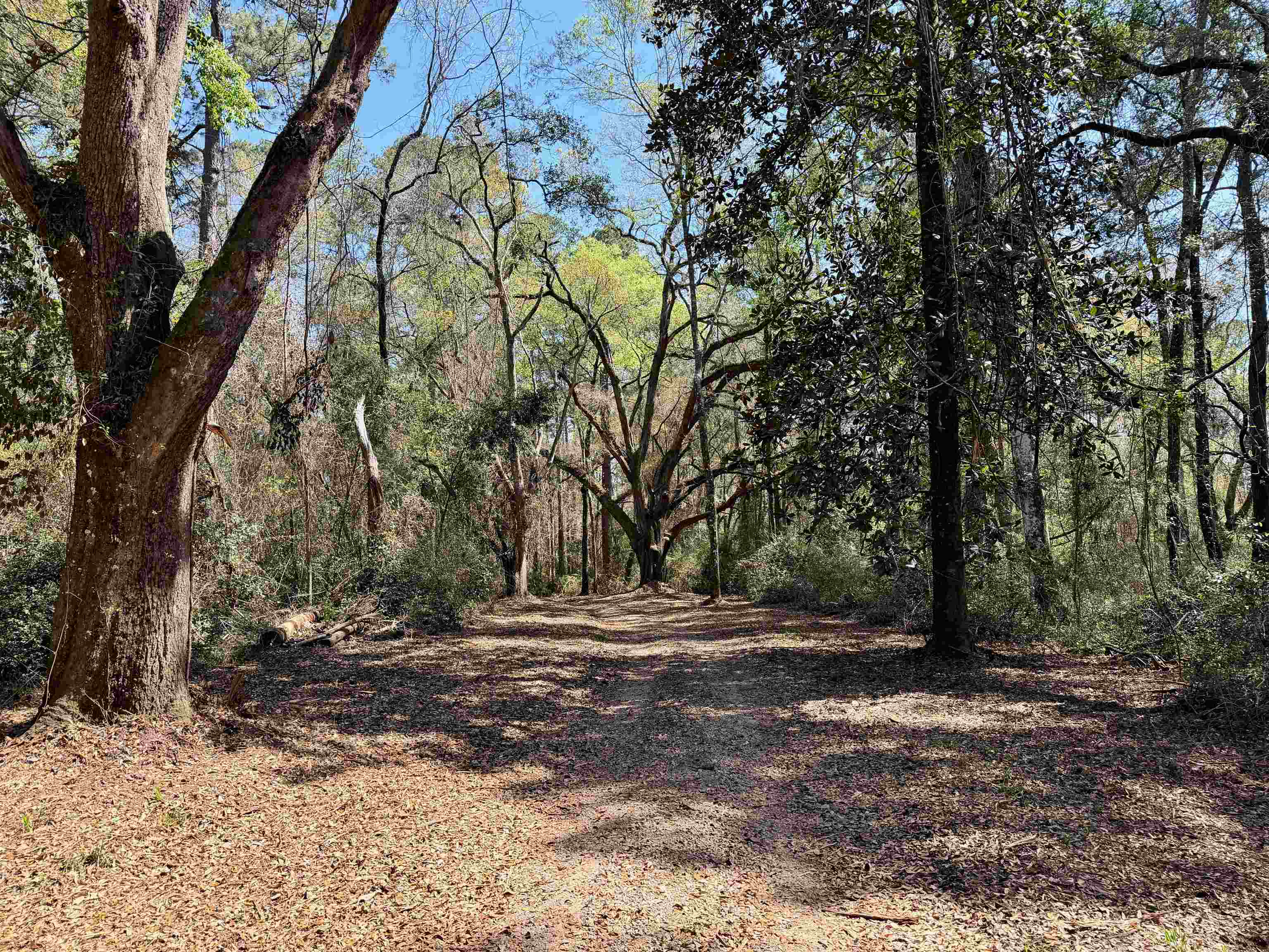 241 Old Dirt Road Tallahassee, FL 32317 - Photo 6 of 41