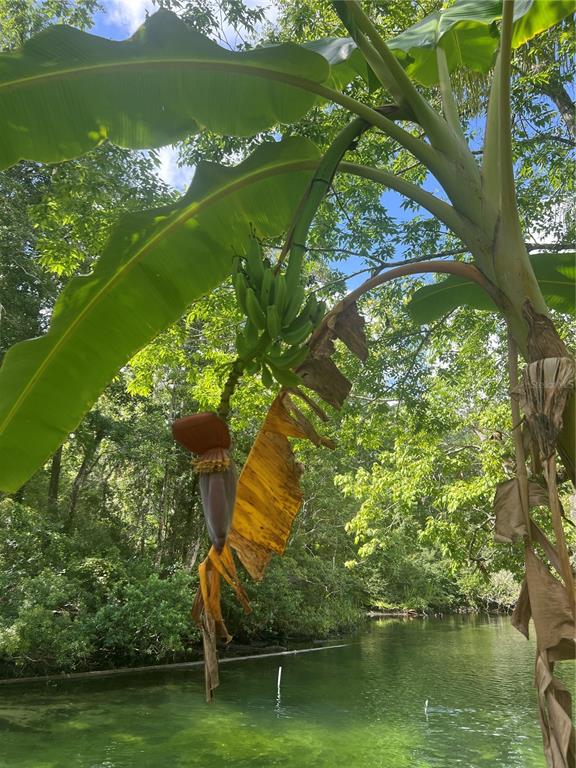 0 Waverly Road Weeki Wachee, FL 34607 - Photo 6 of 10 a view of a lake with a yard