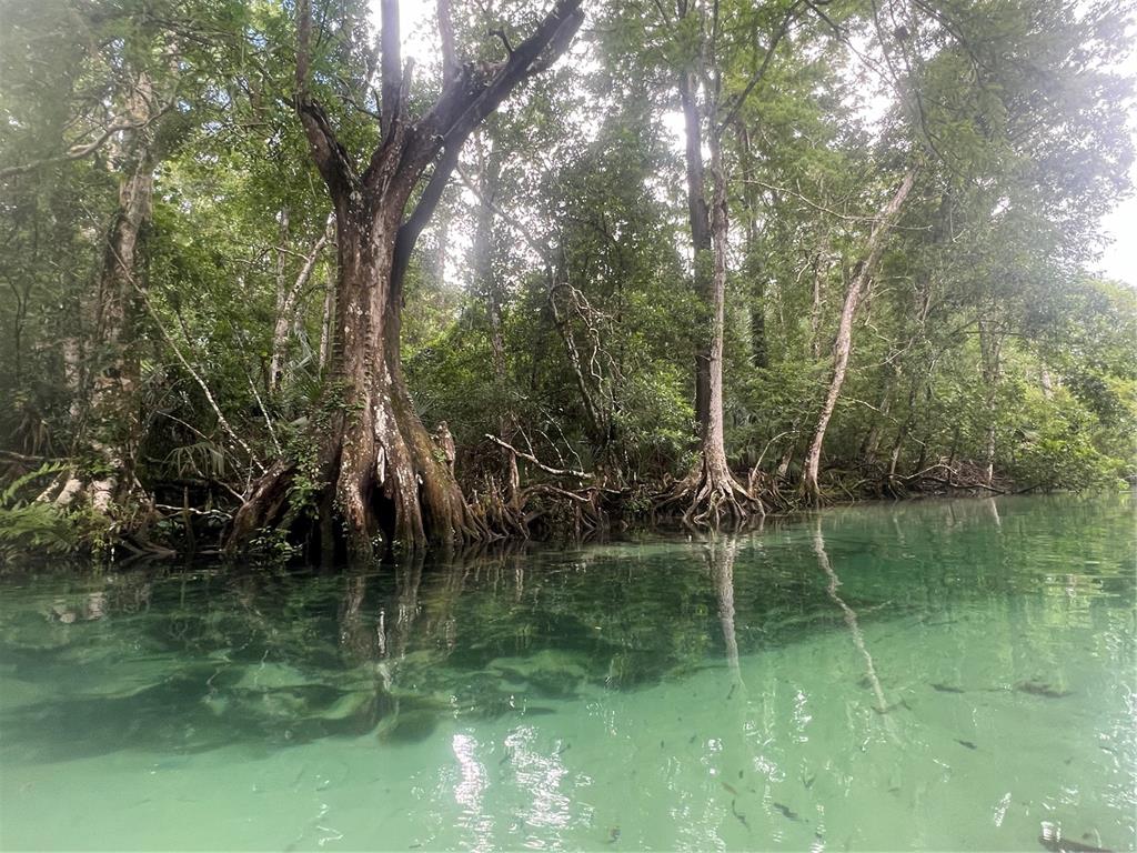 0 Waverly Road Weeki Wachee, FL 34607 - Photo 10 of 10 a backyard of a house with lots of green space