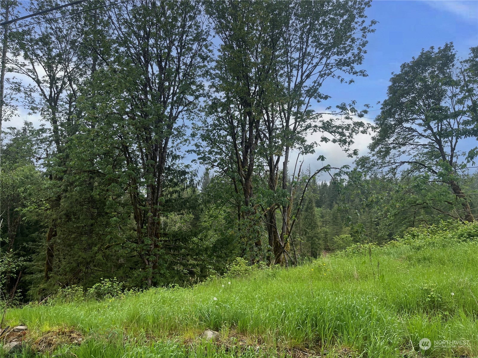 36201 Mann Road Sultan, WA 98294 - Photo 2 of 4 a view of a lush green forest