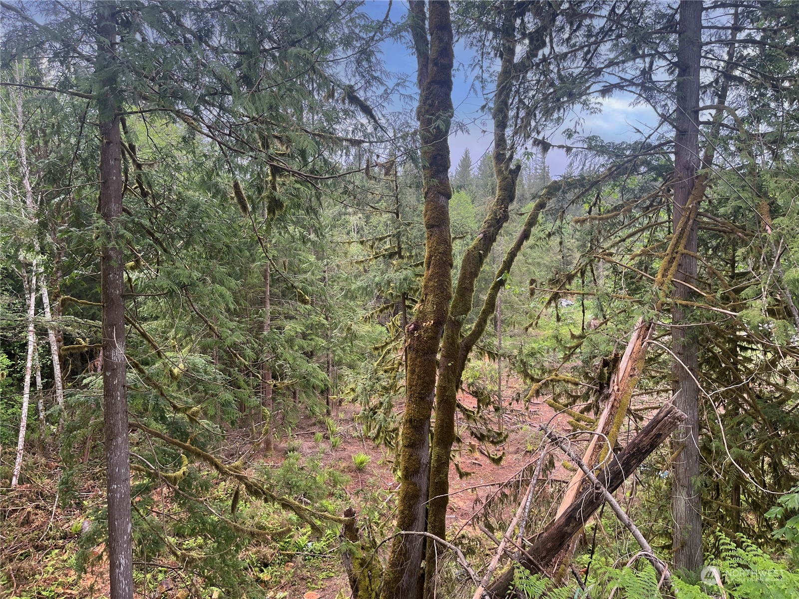 36201 Mann Road Sultan, WA 98294 - Photo 4 of 4 a yard with tall trees