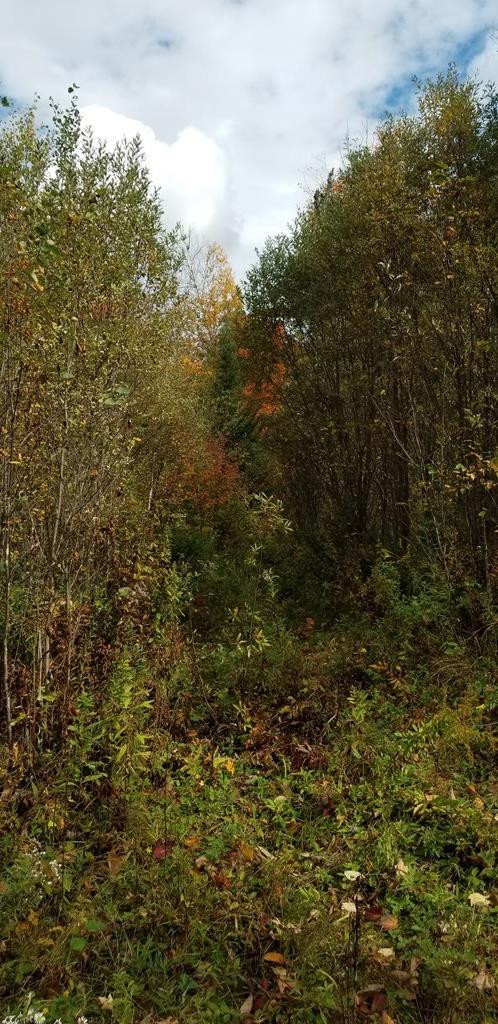 . Boomhower Road Lyon Mountain, NY 12952 - Photo 14 of 25 Gallery Image 14