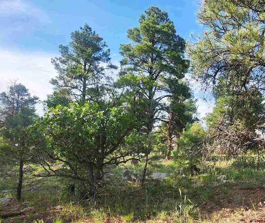 a view of a tree with a yard