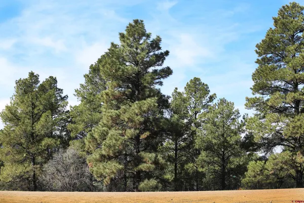 a view of a tree