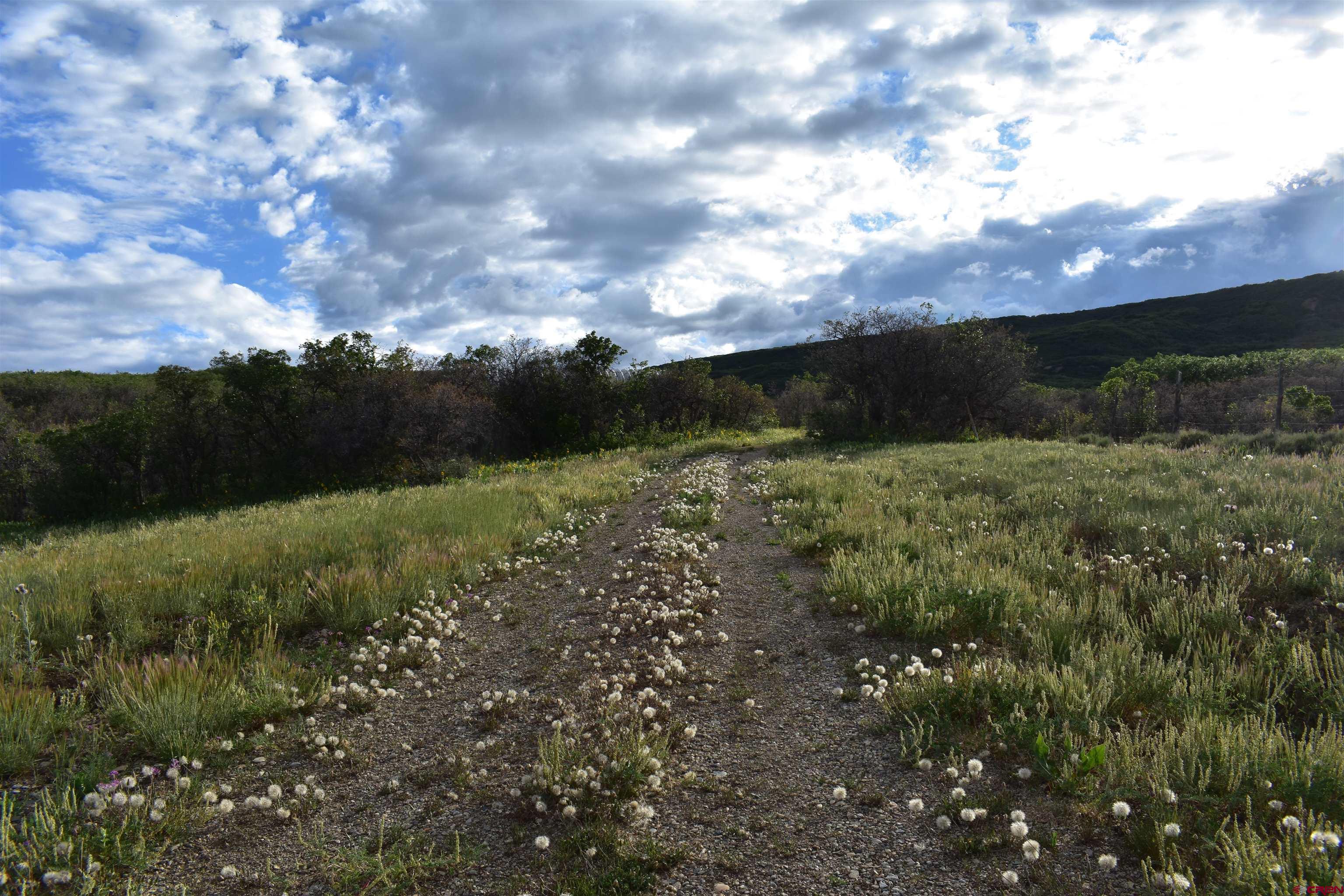 9723 Road 27.4 Dolores Co 81323 Norwood, CO 81423 - Photo 27 of 35 a view of a green field with lots of bushes