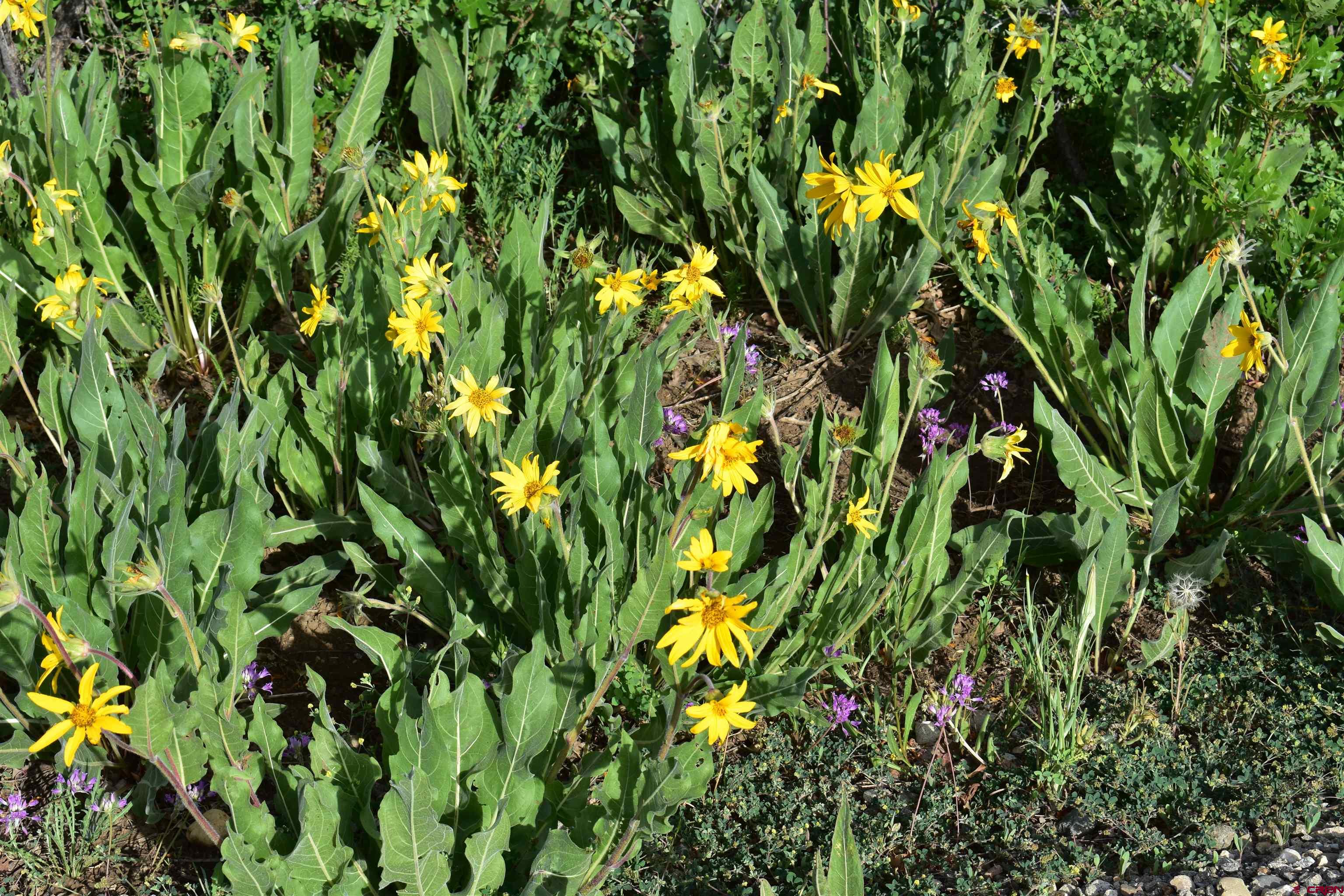 9723 Road 27.4 Dolores Co 81323 Norwood, CO 81423 - Photo 8 of 35 a view of a plant in a garden