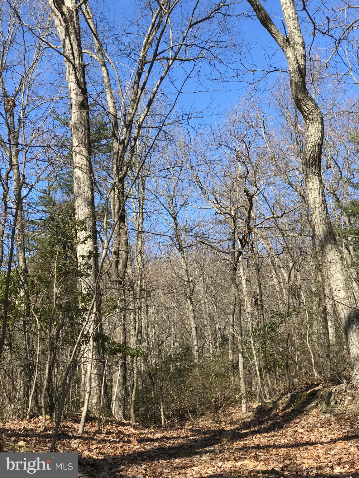 Mature Woods