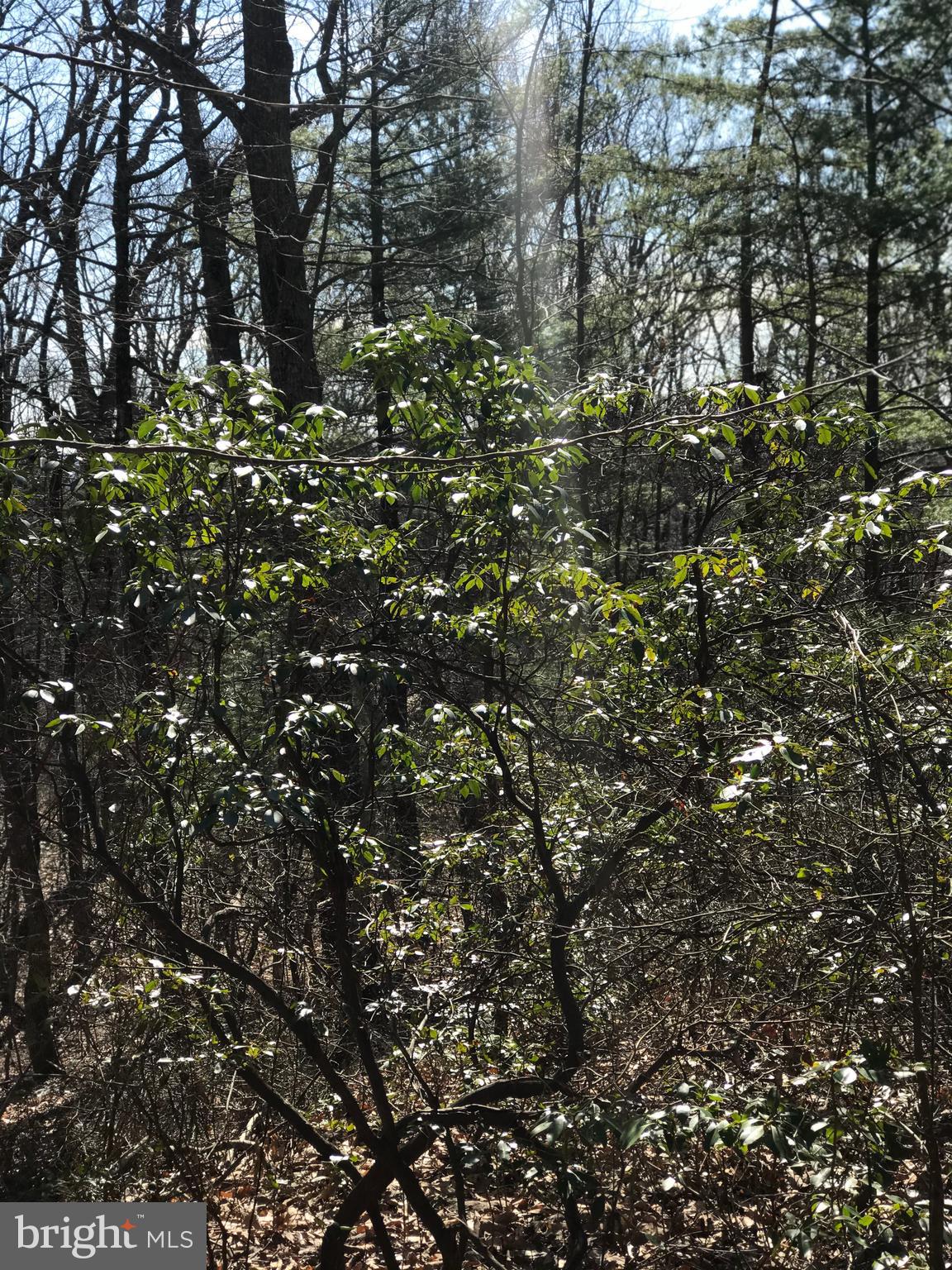 Castleton View Road Castleton, VA 22716 - Photo 6 of 11 Laurel Wood