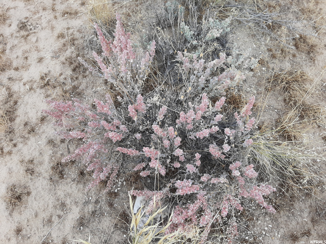 271 Thompson Cyn Road Green River, UT 84525 - Photo 15 of 26 Maroon fall colors.