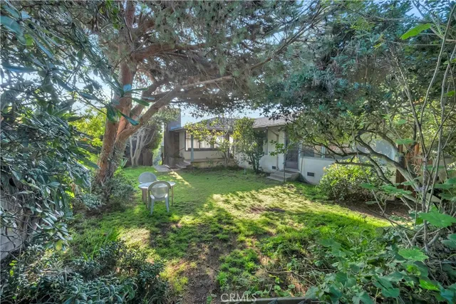 a view of a palm tree