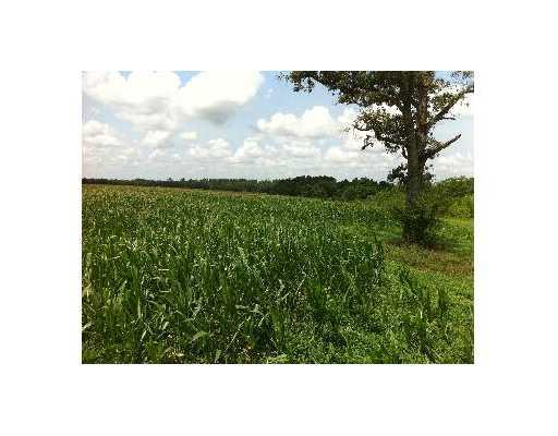 0 Neal Road Loranger, LA 70446 - Photo 3 of 6