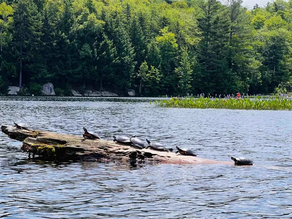 $499,900 | 608 Otter Road, Grantham, NH 03753