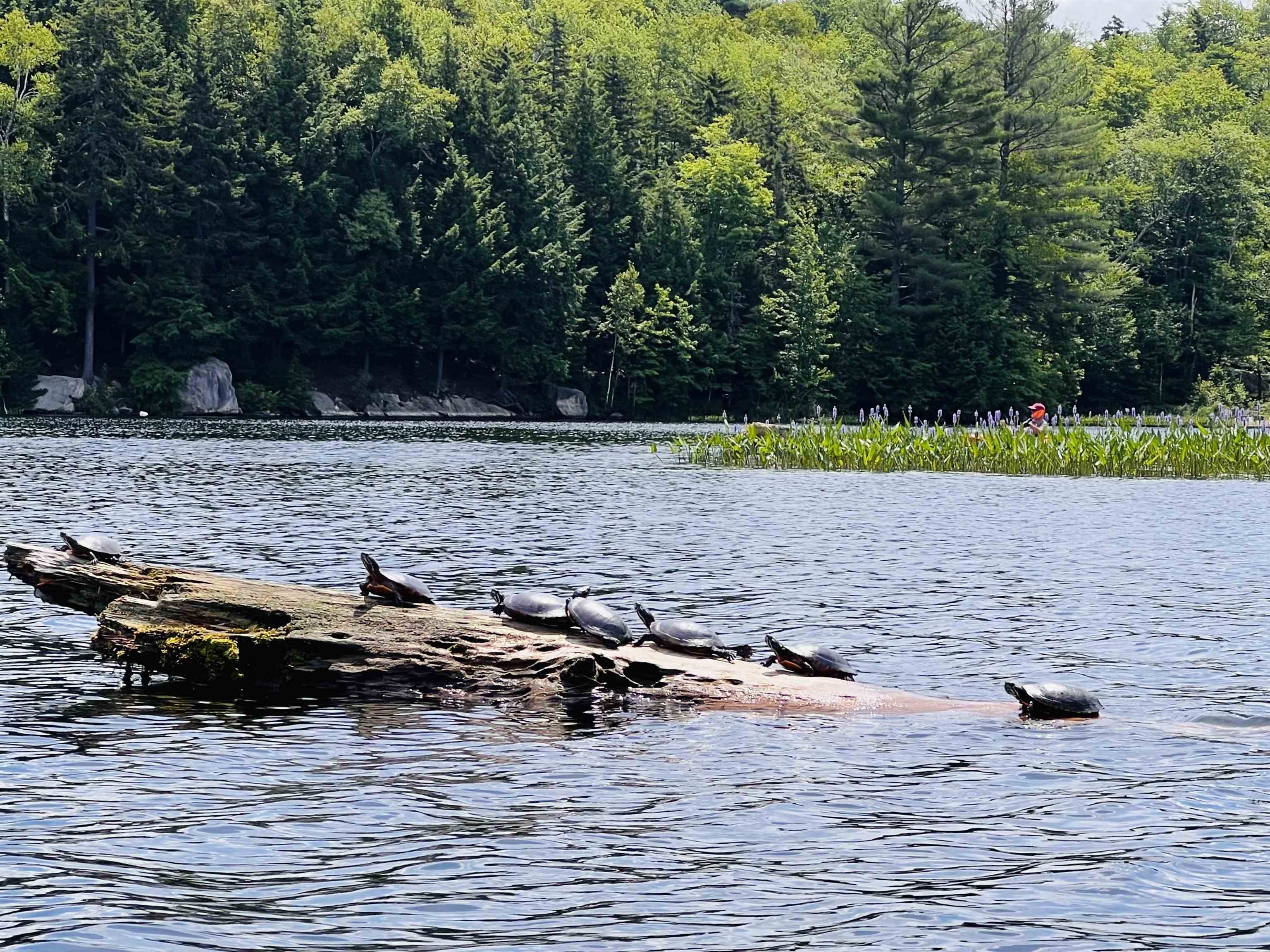 608 Otter Road Grantham, NH 03753 - Photo 30 of 31