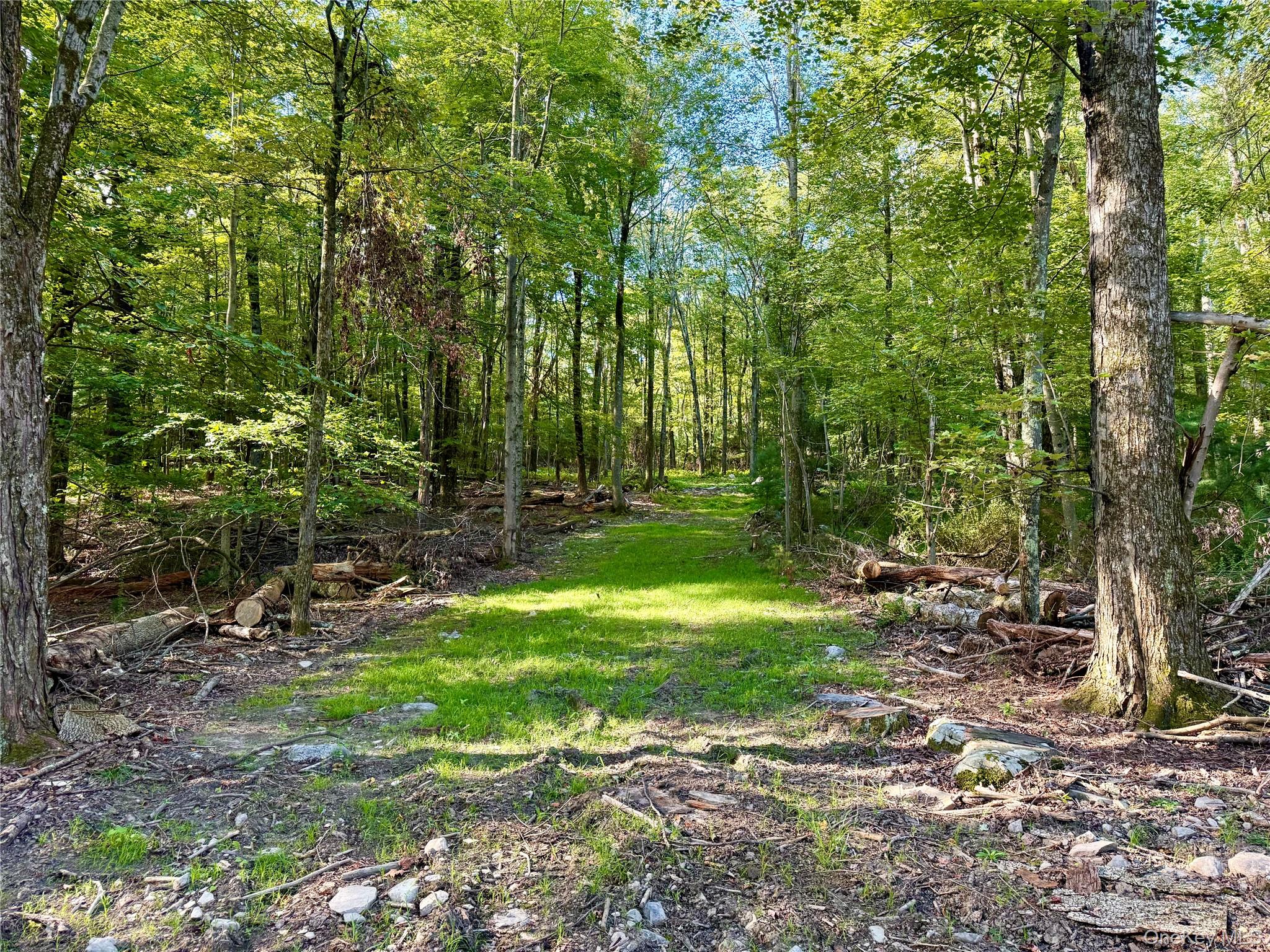 a view of a backyard with large trees