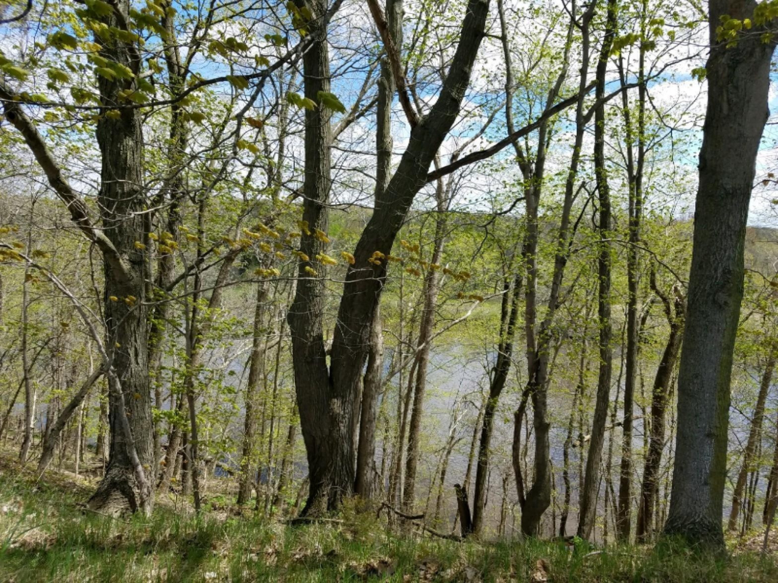 7082 Cedar Ridge Drive Portland, MI 48875 - Photo 2 of 3 lot 6