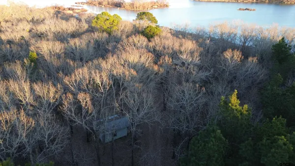 a view of a forest with trees in the background