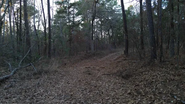 a view of a forest with trees in the background
