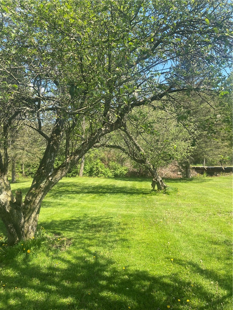 100 Hubbells Corner Road Roxbury, NY 12474 - Photo 5 of 31 Yard