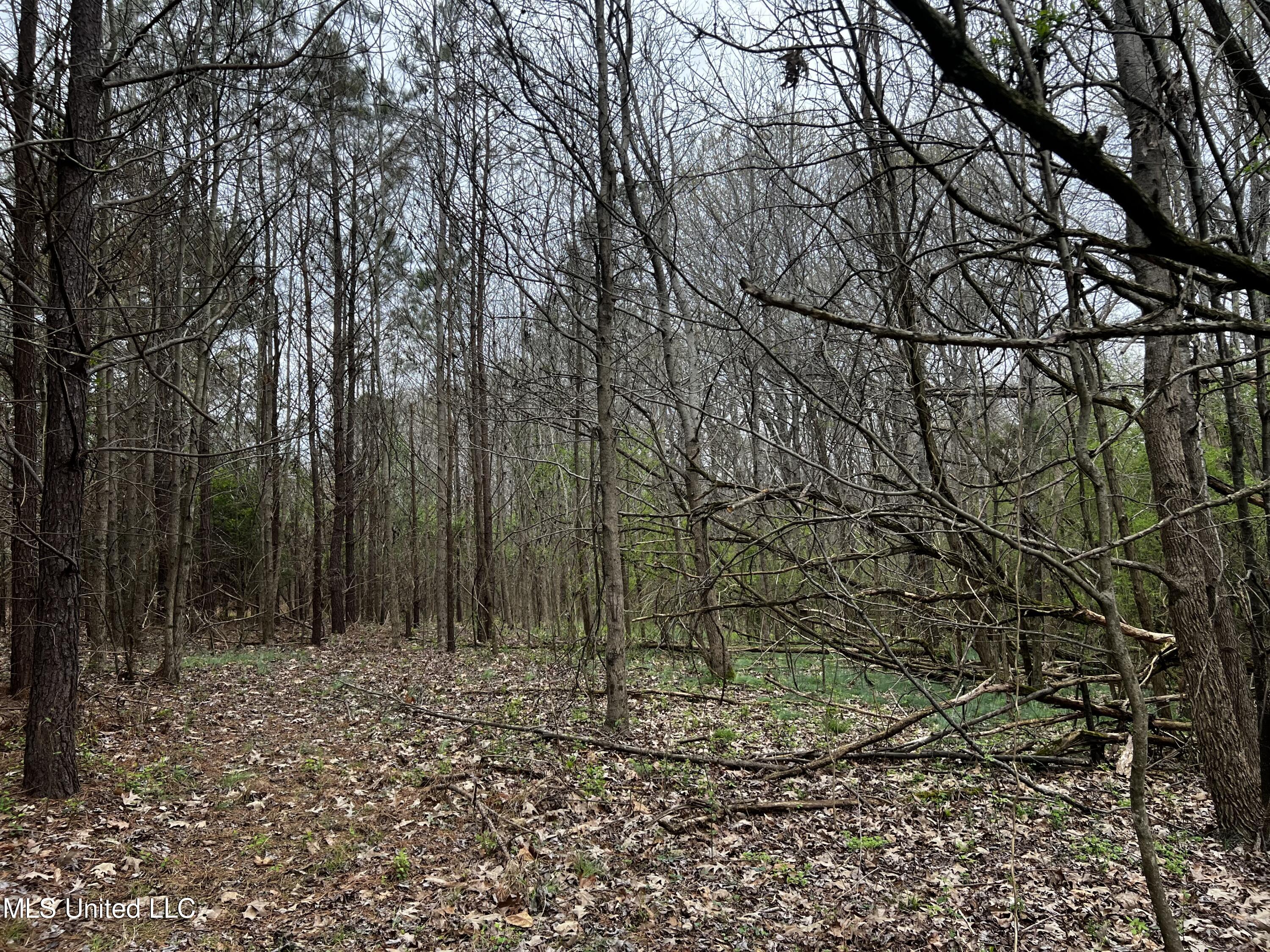 12.79-ac Country Club Road Senatobia, MS 38668 - Photo 4 of 4 IMG_1021