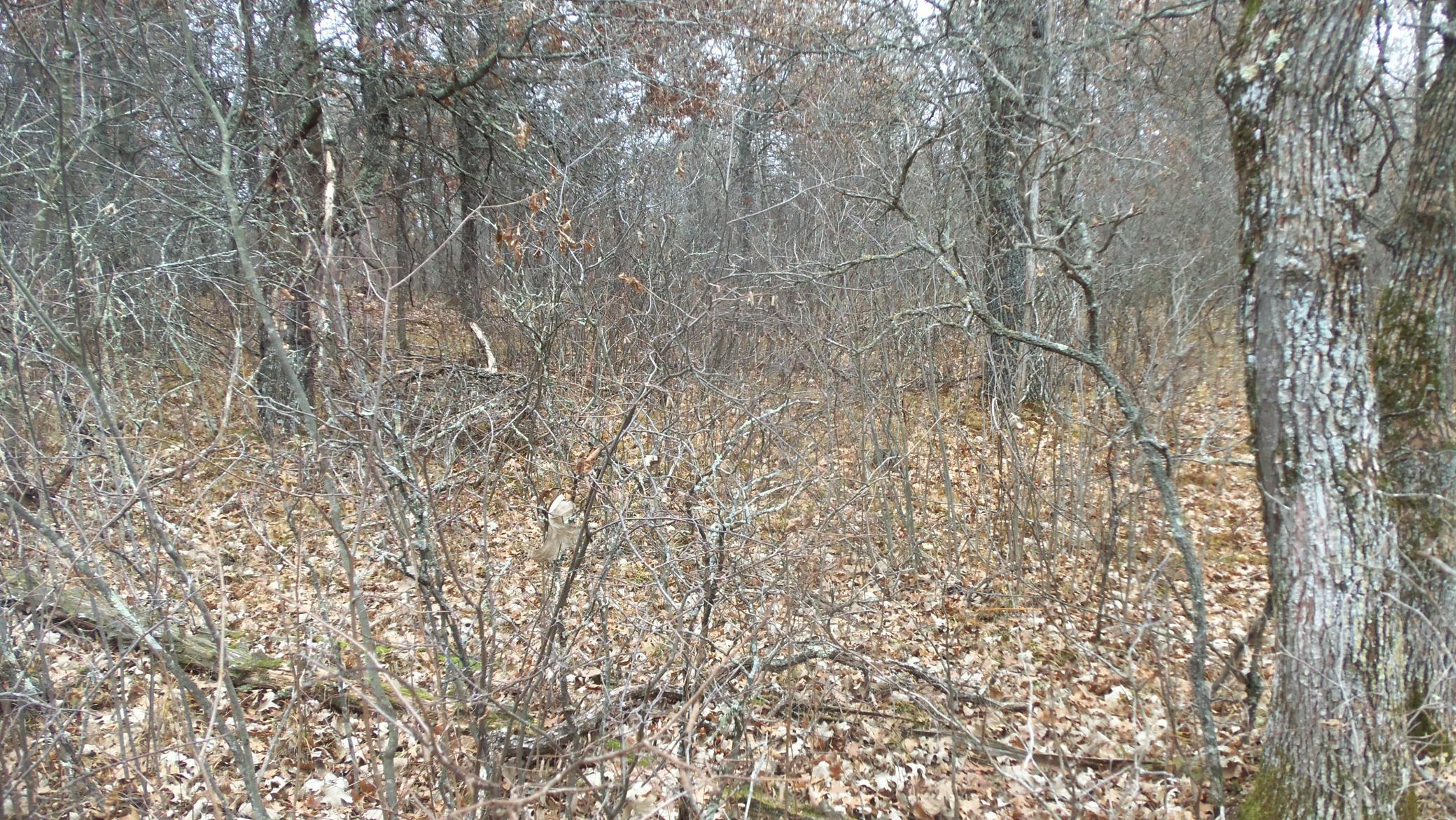 Lot 3 300th Street St. Croix Falls, WI 54024 - Photo 5 of 10