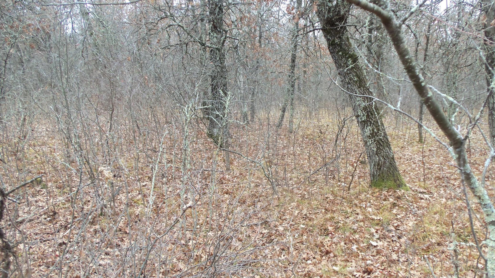 Lot 3 300th Street St. Croix Falls, WI 54024 - Photo 6 of 10