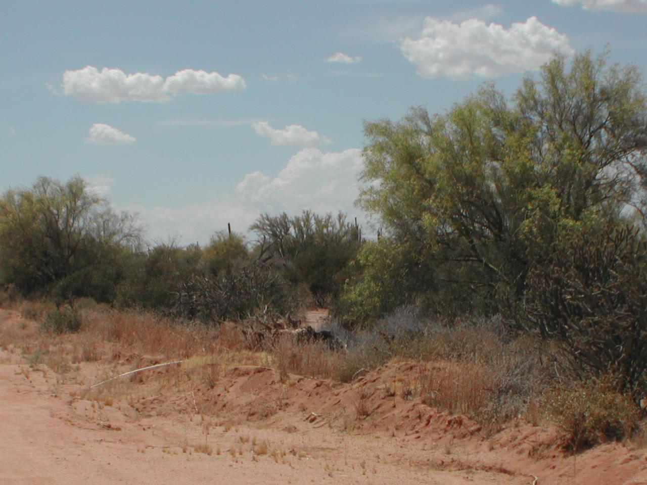 26831 North 170th Street Rio Verde, AZ 85263 - Photo 3 of 4 SIDE