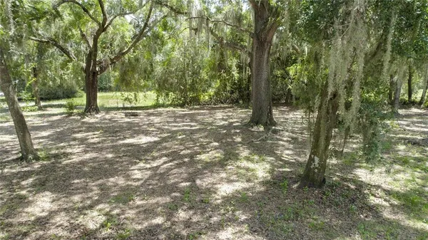 a view of a forest with trees