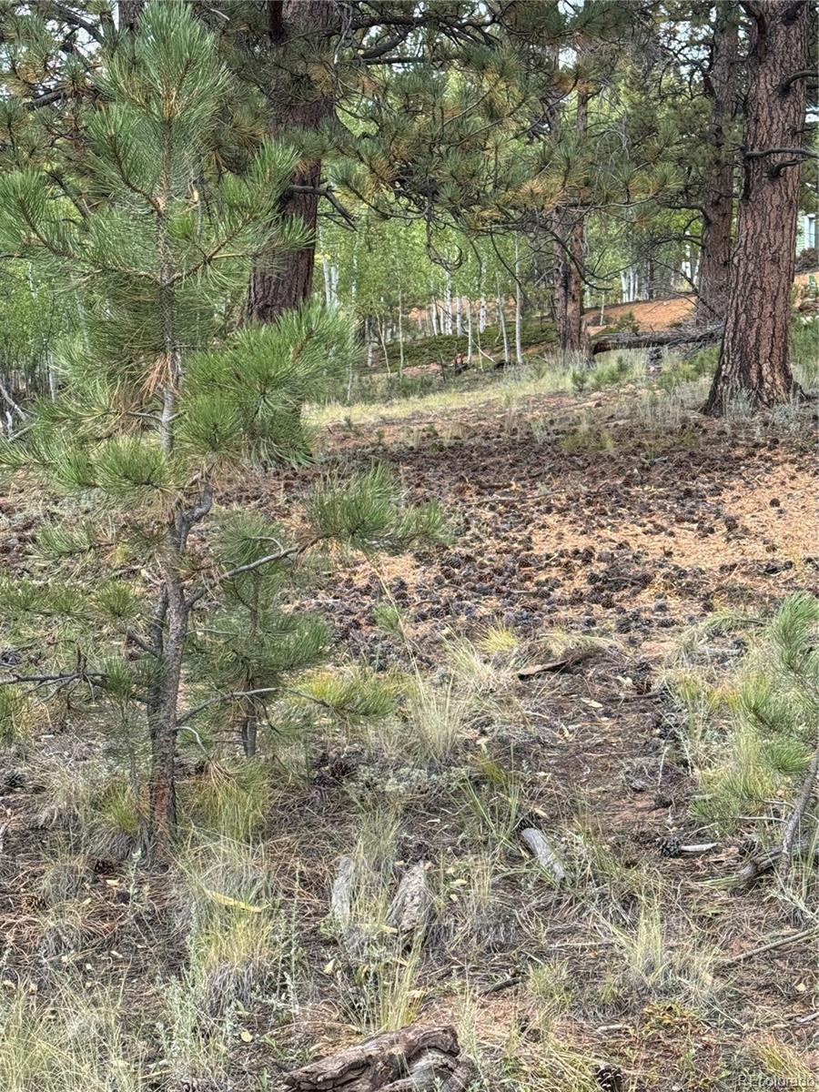 414 Hall Road Bailey, CO 80421 - Photo 11 of 19 a view of a yard with a tree