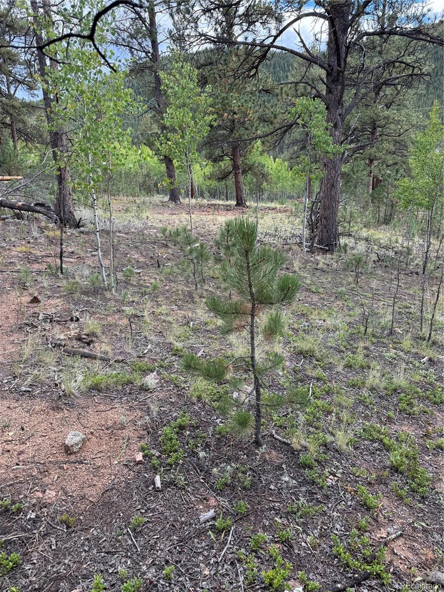 414 Hall Road Bailey, CO 80421 - Photo 12 of 19 a view of a yard with plants and large trees