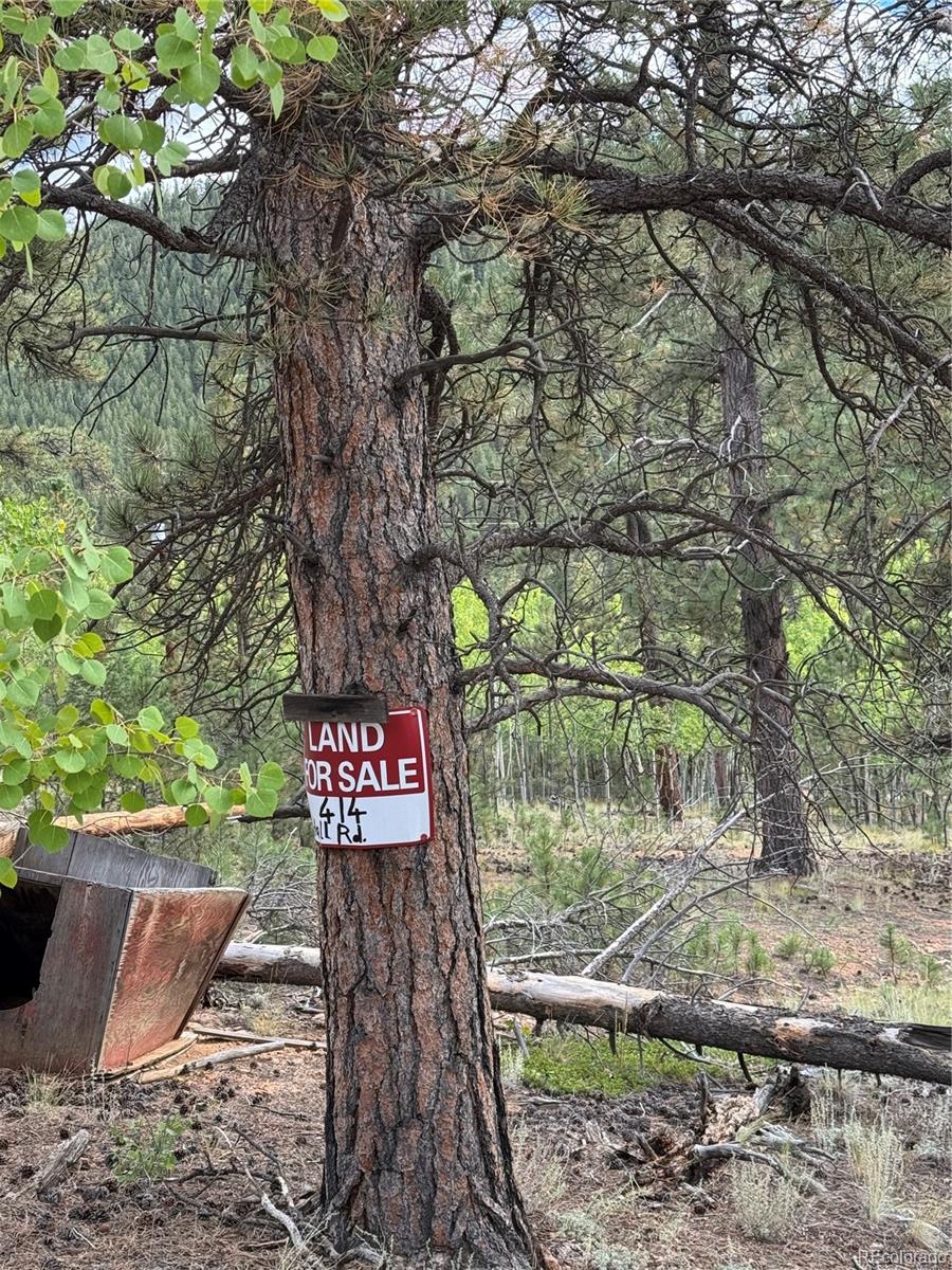 414 Hall Road Bailey, CO 80421 - Photo 13 of 19 a view of outdoor space with garden