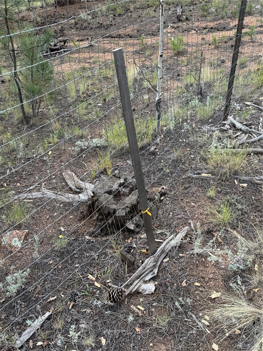 414 Hall Road Bailey, CO 80421 - Photo 17 of 19 a view of a forest