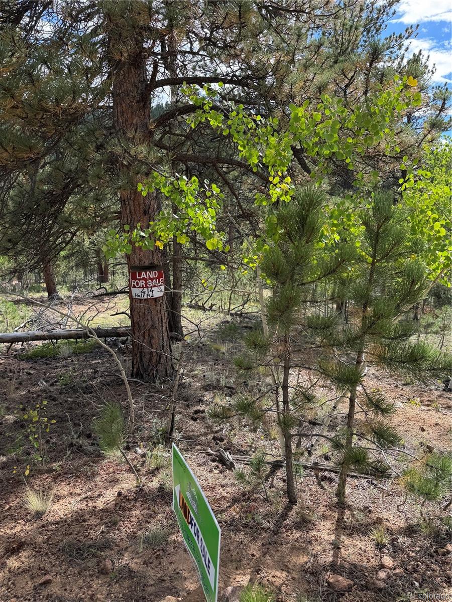 414 Hall Road Bailey, CO 80421 - Photo 2 of 19 a backyard of a house with lots of green space