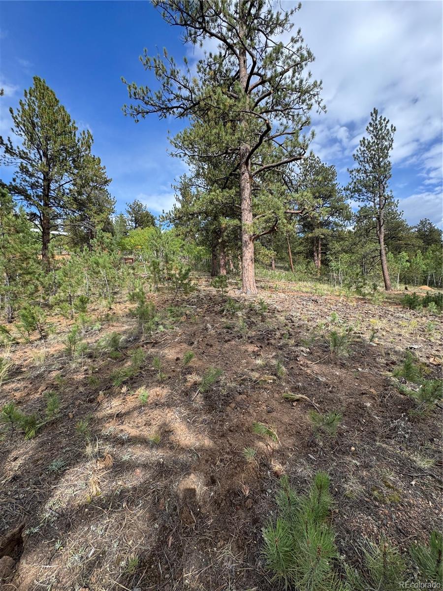414 Hall Road Bailey, CO 80421 - Photo 5 of 19 a backyard of a house with lots of green space