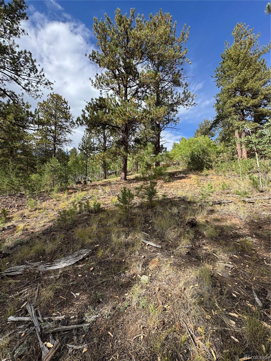 414 Hall Road Bailey, CO 80421 - Photo 6 of 19 a view of a yard with plants and a building