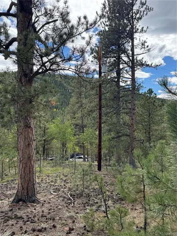 a view of a forest filled with trees