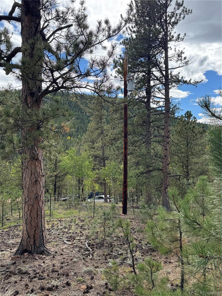 414 Hall Road Bailey, CO 80421 - Photo 8 of 19 a view of a forest filled with trees