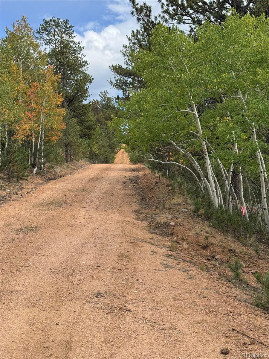 414 Hall Road Bailey, CO 80421 - Photo 10 of 19 a view of a yard with a tree