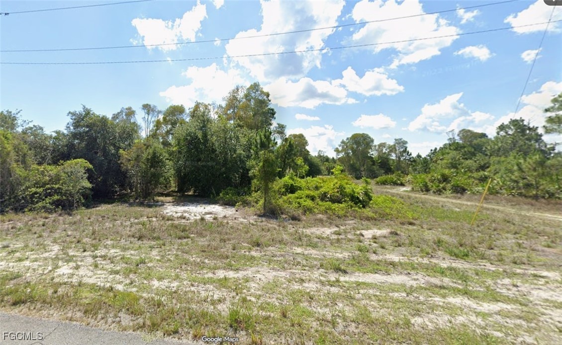 a view of a yard with plants and a large tree