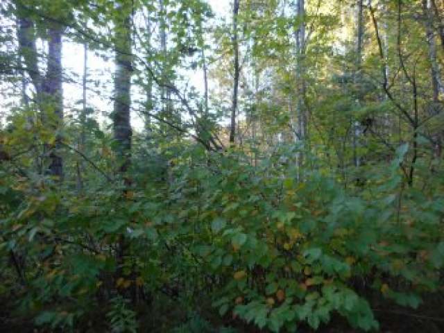 Near High Bridge Trail Phillips, WI 54555 - Photo 3 of 6 Gallery Image 3