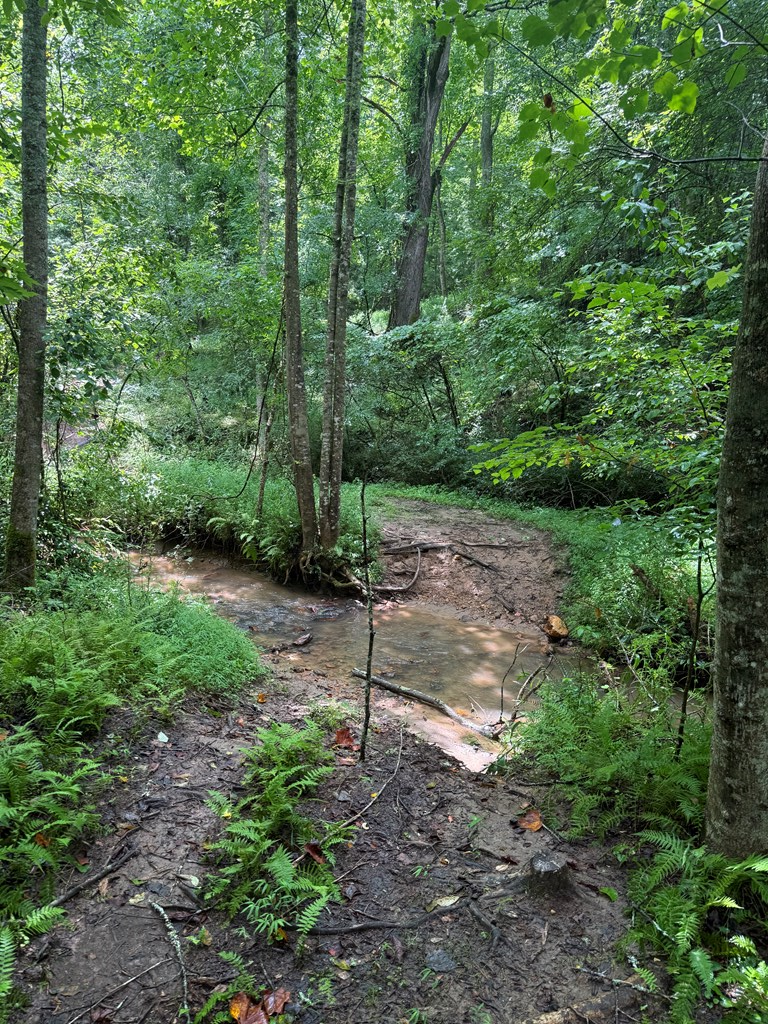 Tbd Pine Log Church Road Brasstown, NC 28902 - Photo 15 of 24