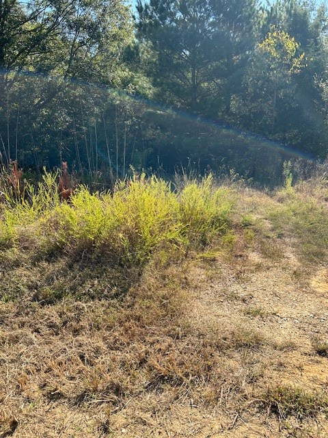 0 Lot 7 Catfish Cove Road Waterloo, SC 29384 - Photo 4 of 20 Gallery Image 4