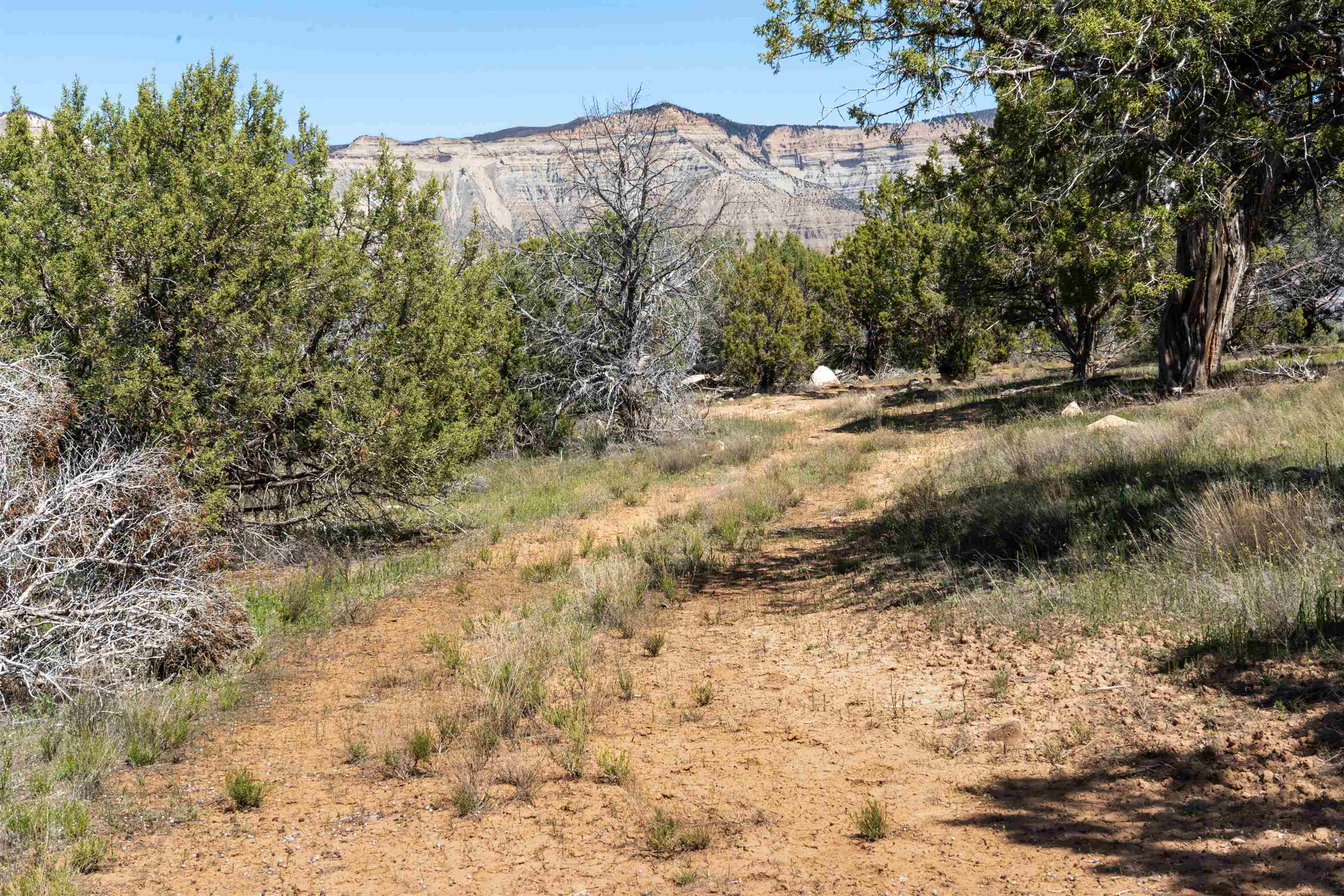 Tbd T Road De Beque, CO 81630 - Photo 13 of 25 a view of a yard with a tree