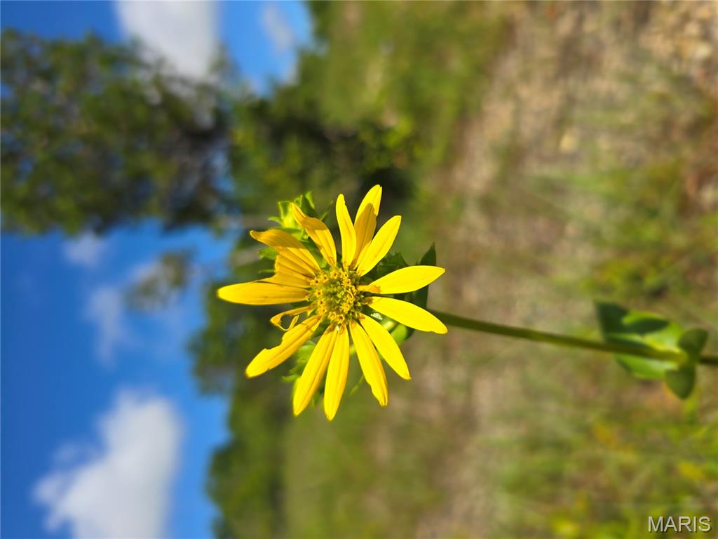 2 Cedar Hollow Road Fletcher, MO 63030 - Photo 86 of 96